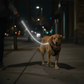 Dog at night with solid black harness