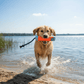 Chuckit! Amphibious Bumper Dog Toy Assorted 1ea/SM - Pets Perfect
