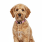 Coastal Adjustable Nylon Dog Collar with Plastic Buckle Bright Pink, 1ea/5/8 In X 1014 in - Pets Perfect