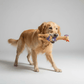 Charming Pet Products Squawkers Henrietta Dog Toy Multi - Color 1ea/LG - Pets Perfect