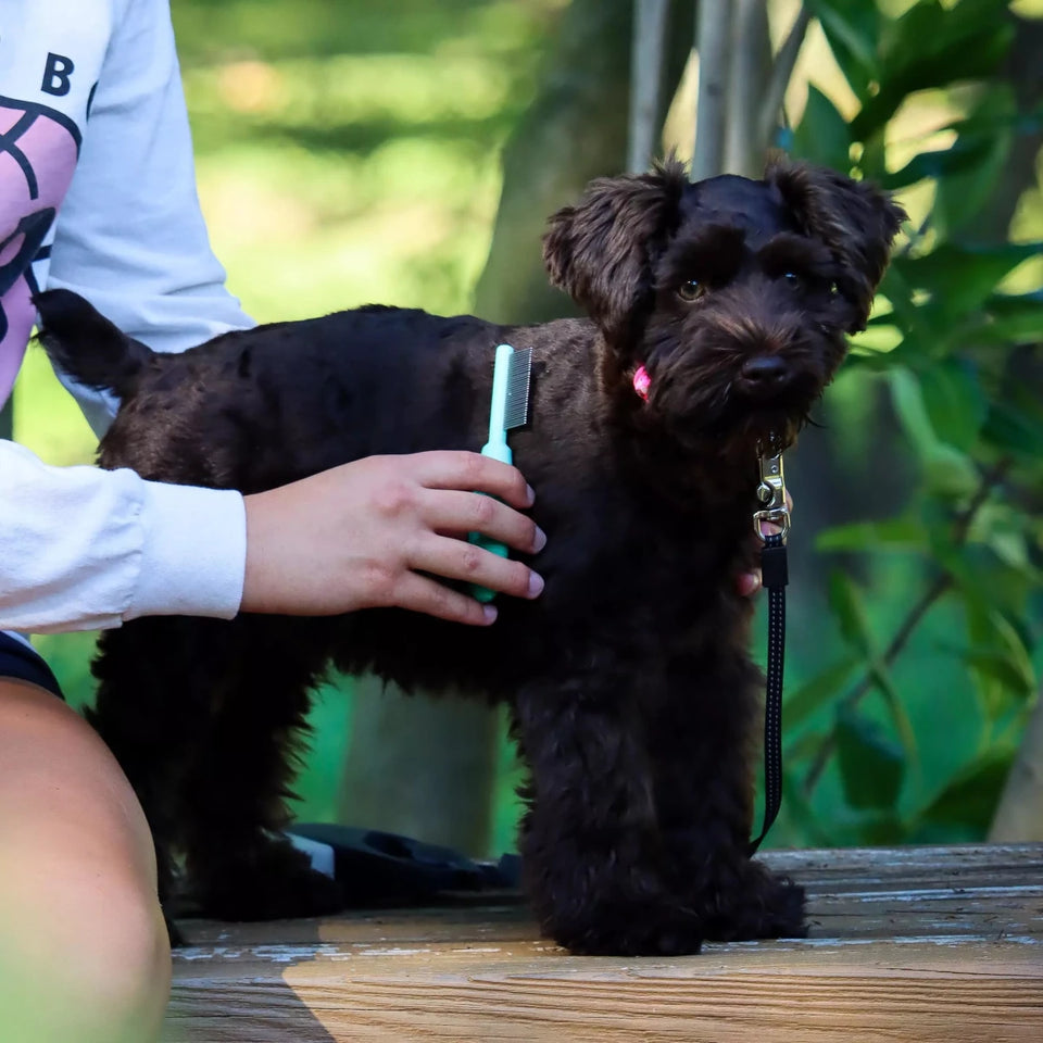 Child combing a black puppy's coat outdoors with the metal comb