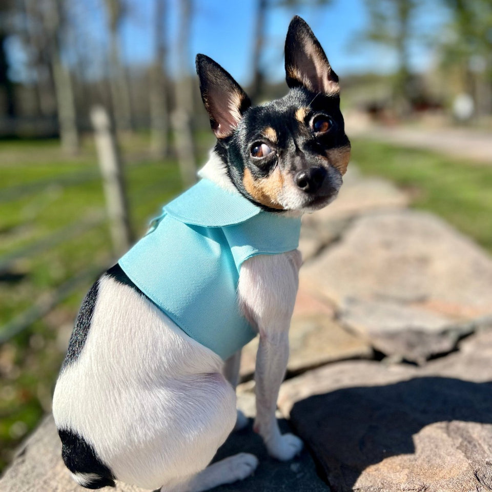 DoggieCoutureNY Aqua Canvas Harness Vest, SM, view 3