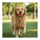 Chuckit! Tennis Ball Dog Toy Shrink Sleeve Blue/Orange 1ea/LG, 1 pk - Pets Perfect