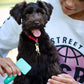 Coastal Pet Li'l Pals Puppy Grooming Kit, view 3