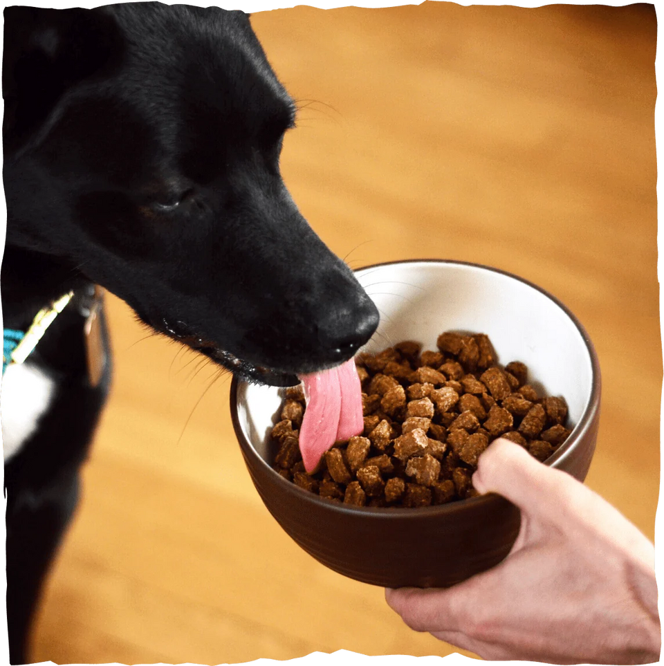 Earth Animal Dog Wisdom Air-Dried From the Land 2 lb
