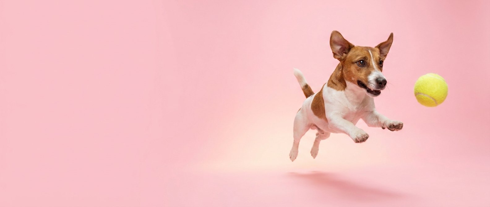 Jack russell terrier leaping for a tennis ball