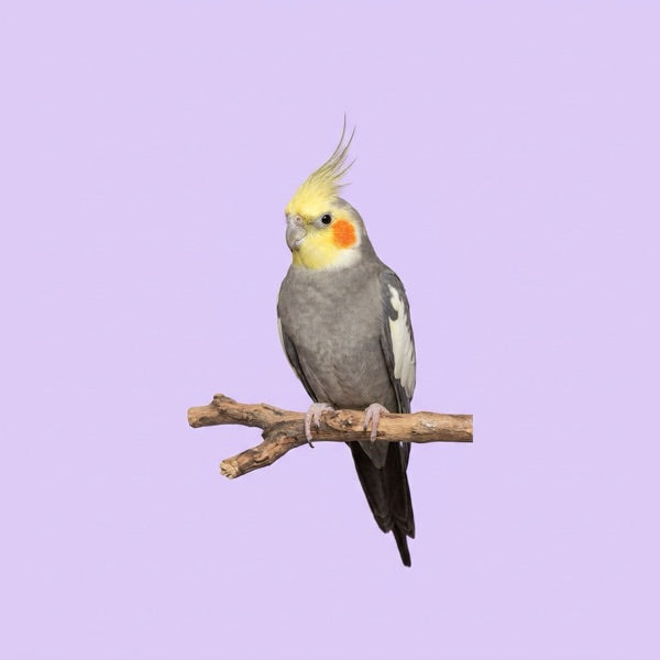 Blue and white budgerigar on a branch