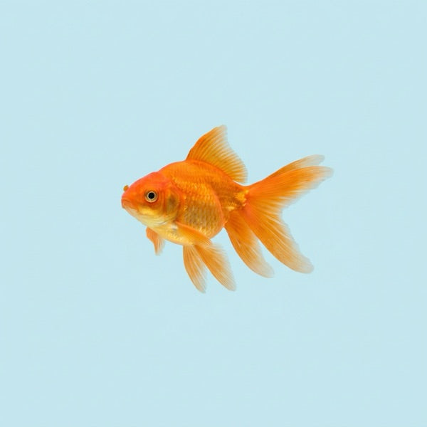 Blue and red betta fish
