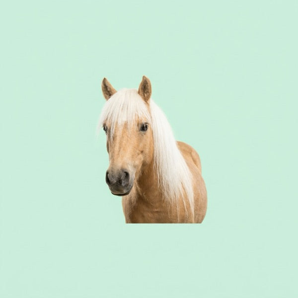 Bay horse portrait