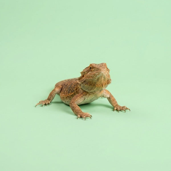 Smiling leopard gecko