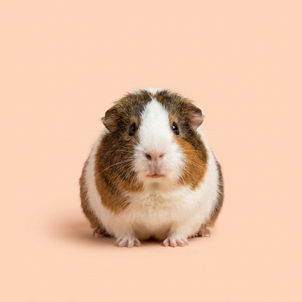 Holland lop rabbit