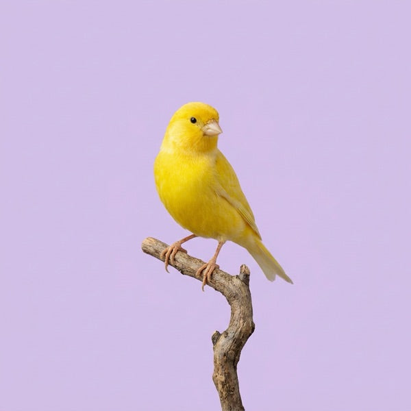 Blue and white budgerigar on a branch