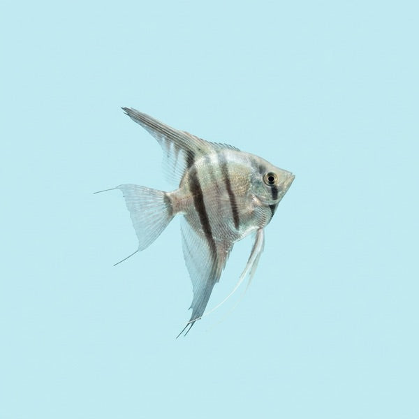Blue and red betta fish